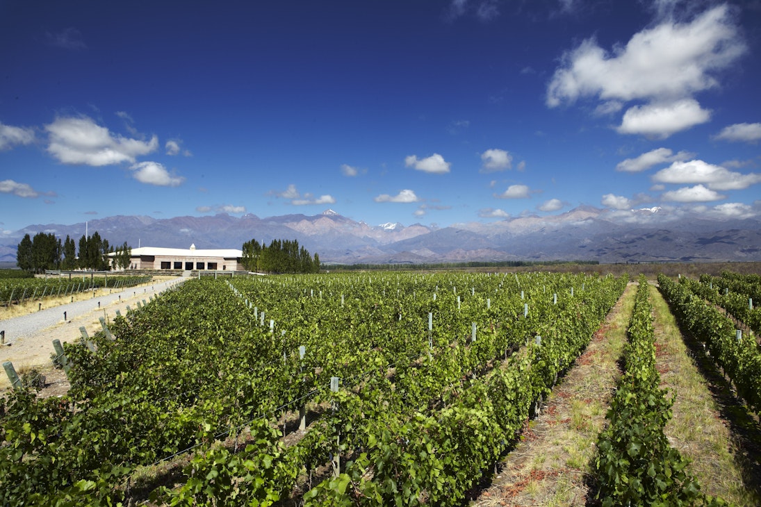 Vineyards in valley with Andean peaks in background.